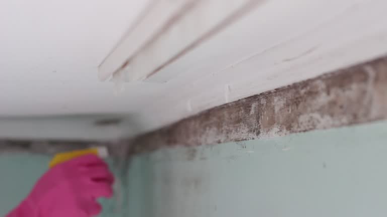 Professional Mold Removal in Eleanor, WV